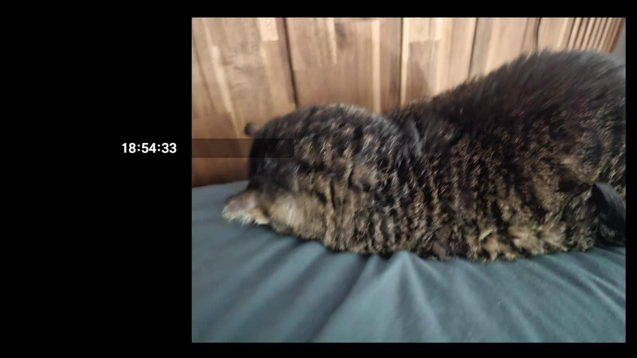 귀여운 뽀짝 깜찍 연곰이 연주하는 날