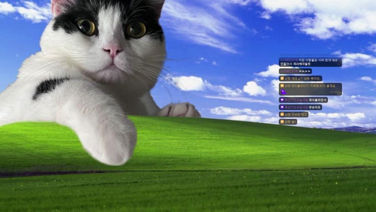 냥짱 라이브 썸네일